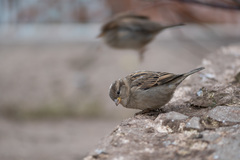 Passer domesticus