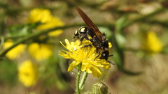 Campsomeris bistrimacula