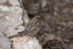Passer domesticus