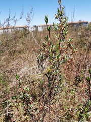 Cliffortia marginata