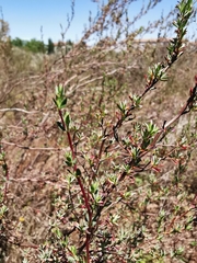 Cliffortia marginata