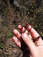 Cliffortia marginata