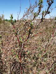 Cliffortia marginata