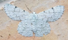 Pingasa abyssiniaria