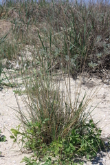 Thinopyrum bessarabicum