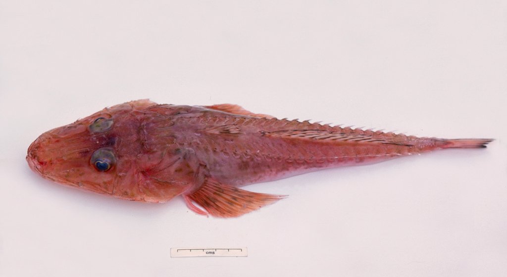 Deep-Sea Flathead