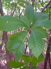 Alseis yucatanensis