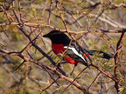 Crimson-breasted Gonolek