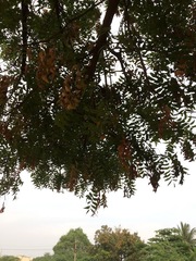 Azadirachta indica