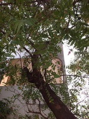 Azadirachta indica