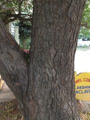 Azadirachta indica