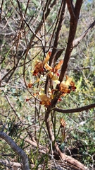 Diuris brumalis