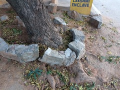 Azadirachta indica