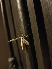 Tipula