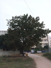 Azadirachta indica