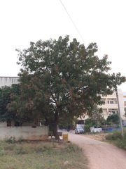 Azadirachta indica