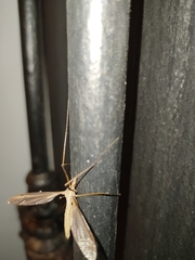 Tipula