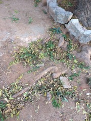 Azadirachta indica