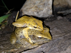 Polypedates leucomystax