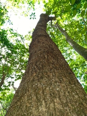 Dendropanax arboreus