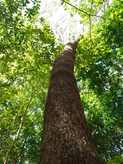 Dendropanax arboreus