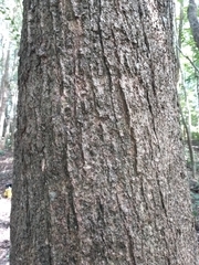 Dendropanax arboreus