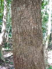Dendropanax arboreus
