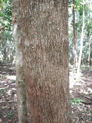 Dendropanax arboreus