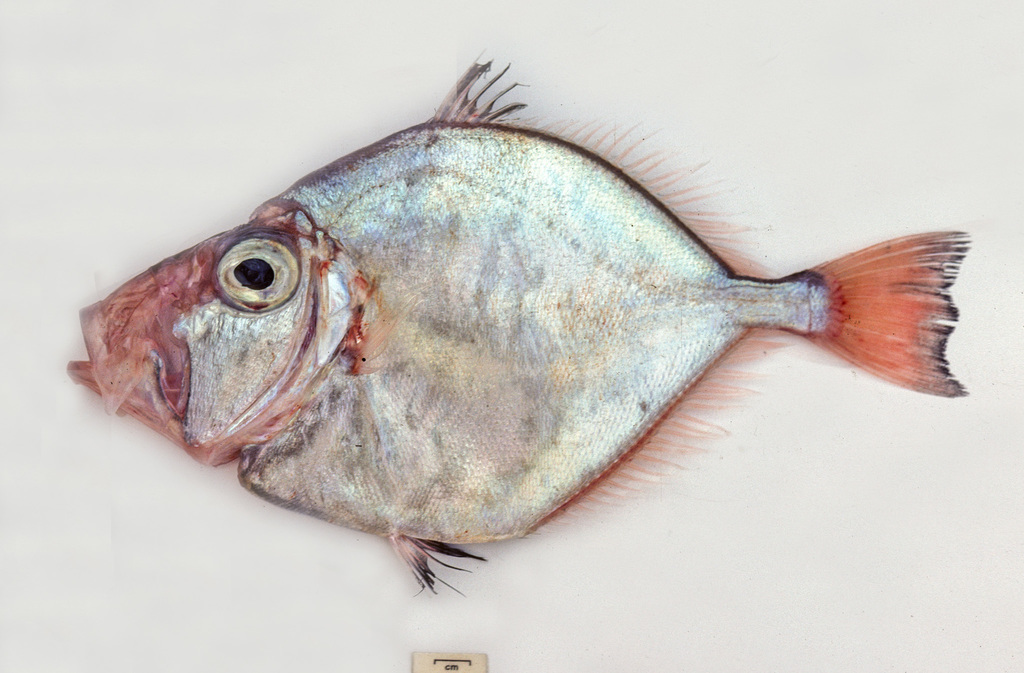 Silver Dory