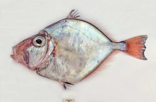 Dory (Cyttus novaezealandiae) — Cyttidae — 2