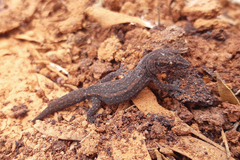 Crenadactylus ocellatus