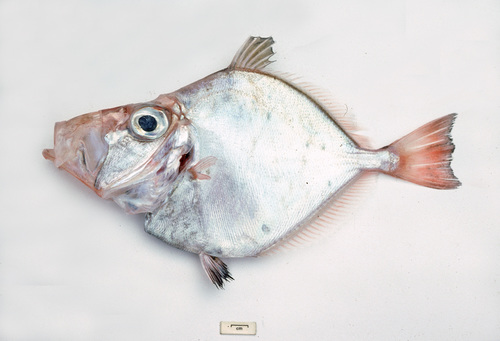 Dory (Cyttus novaezealandiae) — Cyttidae — 3