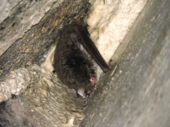 Myotis bombinus