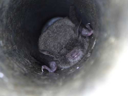 big-footed myotis