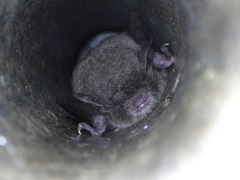 Myotis macrodactylus