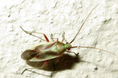 Stenotus