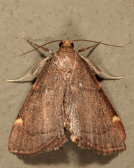 Hypsopygia thymetusalis