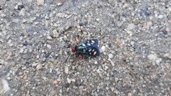 Arniocera auriguttata