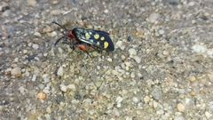 Arniocera auriguttata