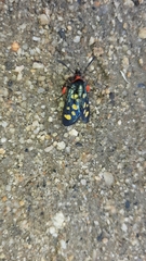 Arniocera auriguttata