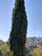 Cupressus sempervirens
