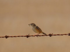 Cisticola juncidis terrestris