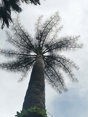 Corypha umbraculifera