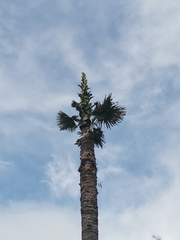 Corypha umbraculifera