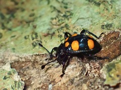 Spathomeles anaglyptus