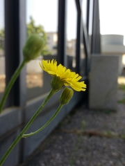 Crepis tectorum