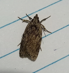 Phaeosaces compsotypa