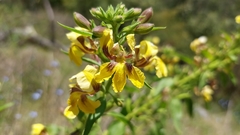 Goodenia grandiflora