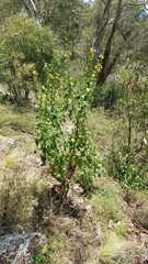 Goodenia grandiflora