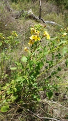Goodenia grandiflora